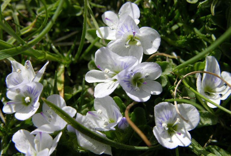 Veronica repens / Veronica strisciante